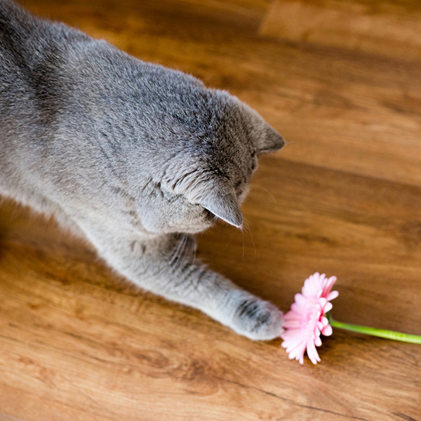Gattino gioca con fiore rosa